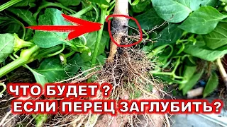 ПЕРЕЦ ЗАГЛУБИЛИ ПРИ ПОСАДКЕ!😱! ЧТО БУДЕТ ЕСЛИ ЗАГЛУБИТЬ РАССАДУ ПЕРЕЦА