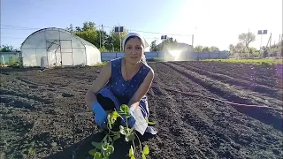 Будни в деревне/Проводим воду на участке и высаживаю сортовую клубнику/Рука даже не дрогнула✂️