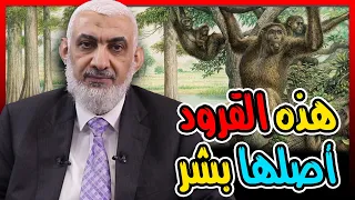 هذه القرود أصلها بشر