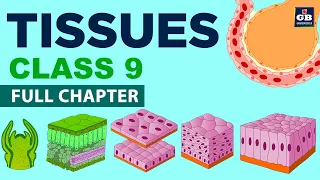 #Tissues Class 9 Full chapter (Animation) | cbse 9  Biology | chapter 6| NCERT  | Gradebooster