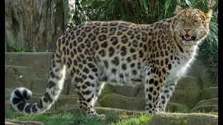 Amur Leopard Sound Effects 🐆 🔊