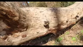 fallen tree 4k