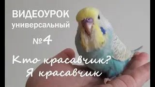 🎧 Учим попугая говорить. Урок 4: "Кто красавчик? Я красавчик!"