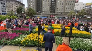 Tulip Day 2024: festival brings hope for San Francisco Union Square's economic recovery