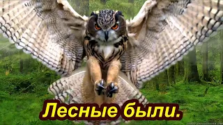 Лягушка .Кваканье .  Лягушки. В кувшинках, природа