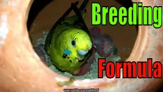 Birds Breeding Formula | Best Breeding Parrots | Cute Pet Birds