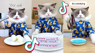 That Little Puff | Cats Make Food 😻 | Kitty God & Others | TikTok 2024 #75