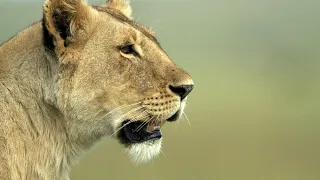 Lion Documentary - The Whole Story | Wild Planet