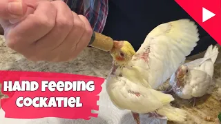 Hand feeding cockatiel baby parrot | Cockatiel care Step by Step