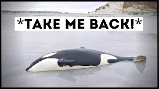 Orcas That Asked People for Help & Kindness