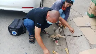 Rescue the poor dog tied to the back of the bicycle to sell to the killer and eat the meat and it