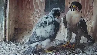 FalconCam Project~Tug of war!🤣 Screaming and jumping during the feeding~6:53 p.m. 2022/11/13