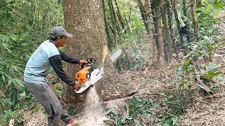 Felling of a trembesi tree in a bamboo clump, Stihl ms 881 chainsaw.