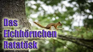 Das Eichhörnchen Ratatösk