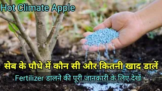 How To Fertilizer Apple Tree सेब के पौधों में खाद कैसे दें @thefarmernursery 6396240346