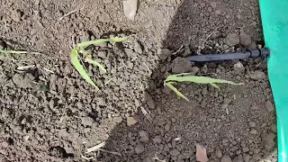 Высадка рассады 🌱 арбуза 🍉 Сармат в открытый грунт