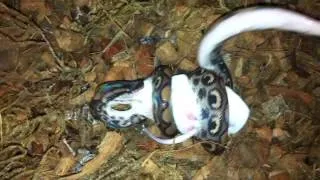 Радужный удав охотится mouse/ Rainbow boa hunts mouse