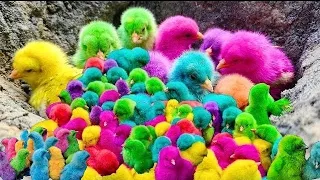 World of cute chicks, colorful chicks, duck, rabbits, cute cats, turtle, colorful fish, animal cute