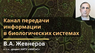 Канал передачи информации в биологических системах / Владимир Алексеевич Жевнеров / весна 2020