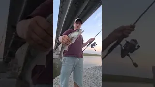 Рыбалка в Астрахани! Дикий клёв    судака,окуня,берша под мостом!