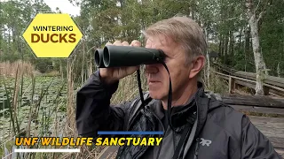 Wintering Ducks | UNF Wildlife Sanctuary Trails | Close-up Blue-headed Vireo