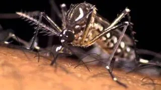 Aedes Aegypti: the dengue mosquito in action