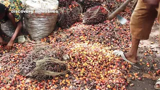 Palm Oil Production Process