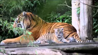 One of the new tiger cubs at Chester Zoo playing with Mum