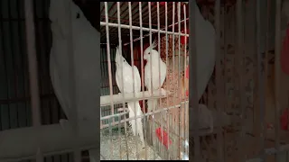 African Grey parrot At The Bai?#parrot #talkingparrot #cute #funny #viral #video #youtubeshorts