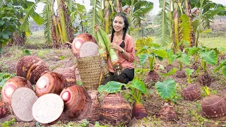 Harvesting TARO, Harvesting CHINESE YAM...Goes To The Market Sell - Making garden / Cooking