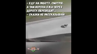 Ворона ежа через дорогу переводит😳