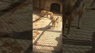 Asiatic Golden Jackal #shorts #viral #foryou #youtubeshorts #jackal