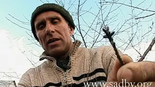 Обрезка вишни. Урок 6. Обрезка плодовых деревьев. Видеокурс. Автор Николай Рабушко. ©