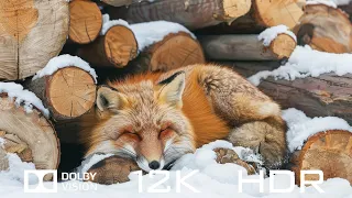 Animal Moments In Dolby Vision 12K HDR 120fps - Relaxing Piano Music