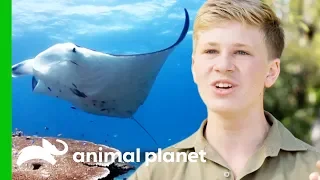 Robert Goes Deep Sea Diving With Manta Rays! | Crikey! It's The Irwins