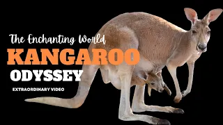 Kangaroo Odyssey: Exploring Australia's Leaping Icons