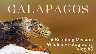 Exploring the Galapagos Islands: Wildlife Photography Scouting Mission