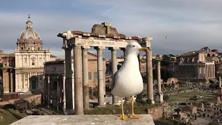 Italian seagull in Roma Чайки в Римском Форуме