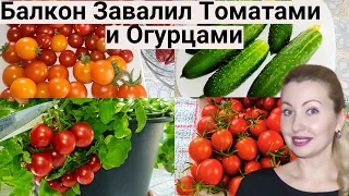 УРОЖАЯ Помидор и Огурцов Столько, что НЕ УСПЕВАЕМ Съедать! Огород на Балконе 2023.