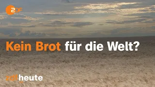 Getreide-Blockade in der Ukraine: Ist der Weg über Rumänien die Lösung? I auslandsjournal