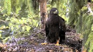 Hawk attack Latvian Nest, July 31, 2012 - afternoon!