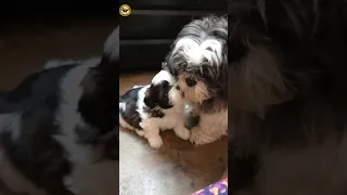 Puppy playing with his mommy #shorts #shihtzu #puppy #yputubeshorts