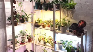 комнатные растения на стеллаже