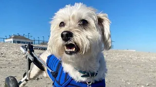 Paralyzed pup found in a ditch living his best life - Albert's rescue story