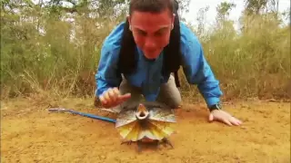 Venom Hunter: Frilled Lizard on the Attack