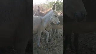 Unique baby donkey #wildlife #animals #animalshorts #beautiful #donkey #memes #video #shorts