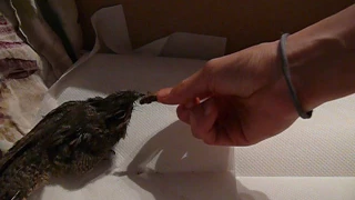 Кормление козодоя Шишиги / The European nightjar (Caprimulgus europaeus) is eating