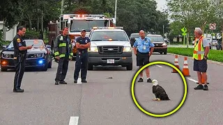 Ein Adler blockierte die Straße. Als die Einsatzkräfte den Grund erfuhren, waren sie geschockt