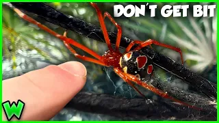 America's DEADLIEST SPIDERS! Up Close With VENOMOUS Widow Spiders