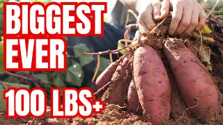 Winter Sweet Potatoes For A Massive Harvest | Easiest Method Ever!